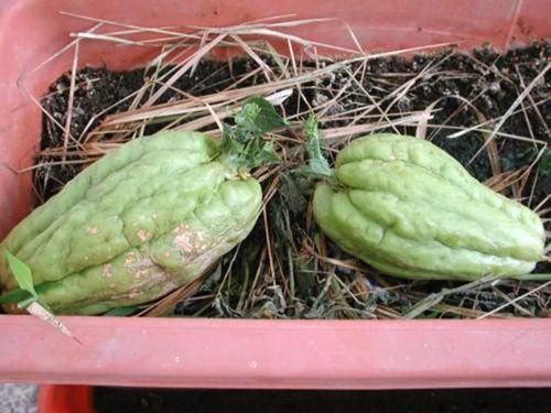 产妇可以吃羊角瓜,羊角瓜助力产妇恢复健康